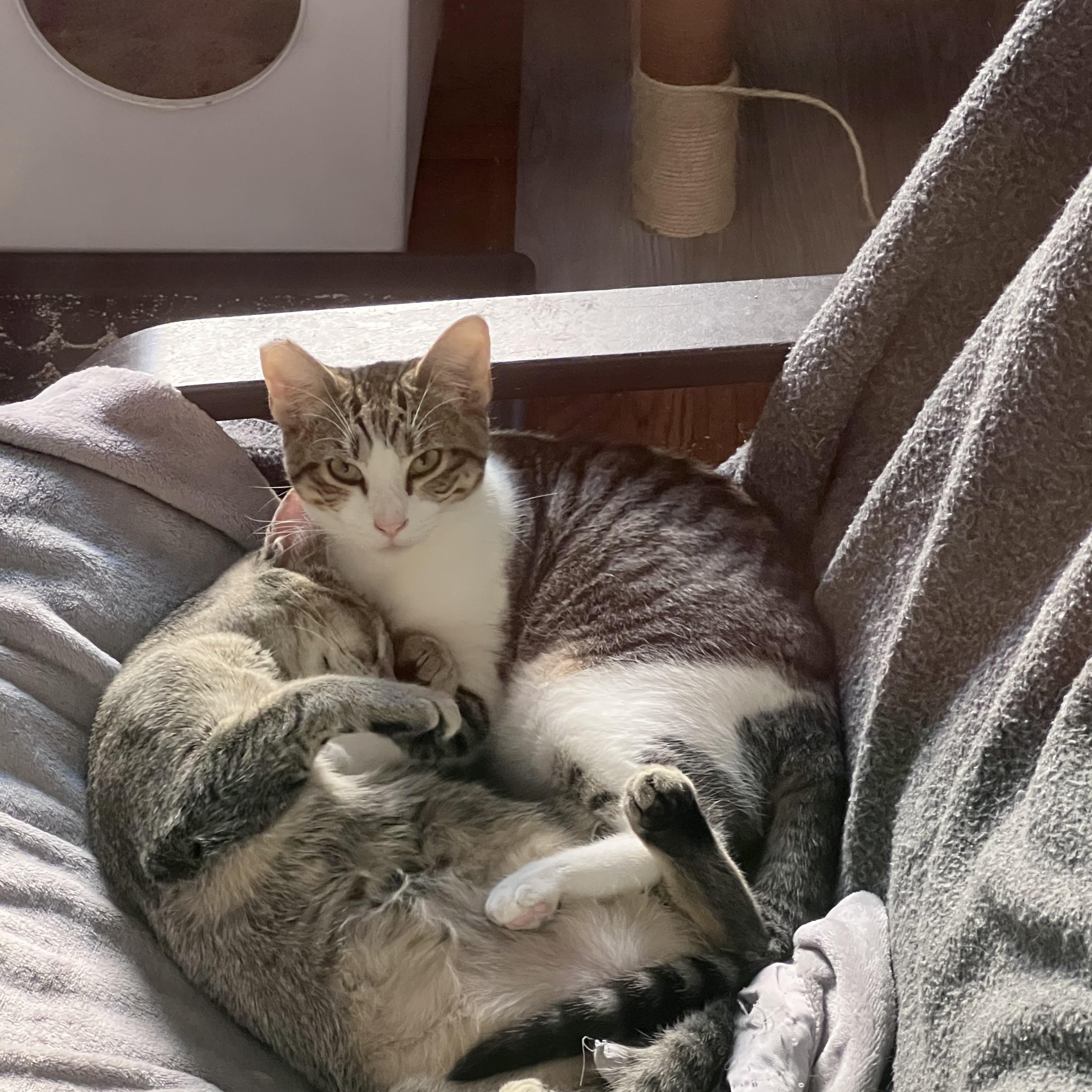 Enlarge Miles, a ADOPTABLE Tabby in Fairfield, CA image 3/6