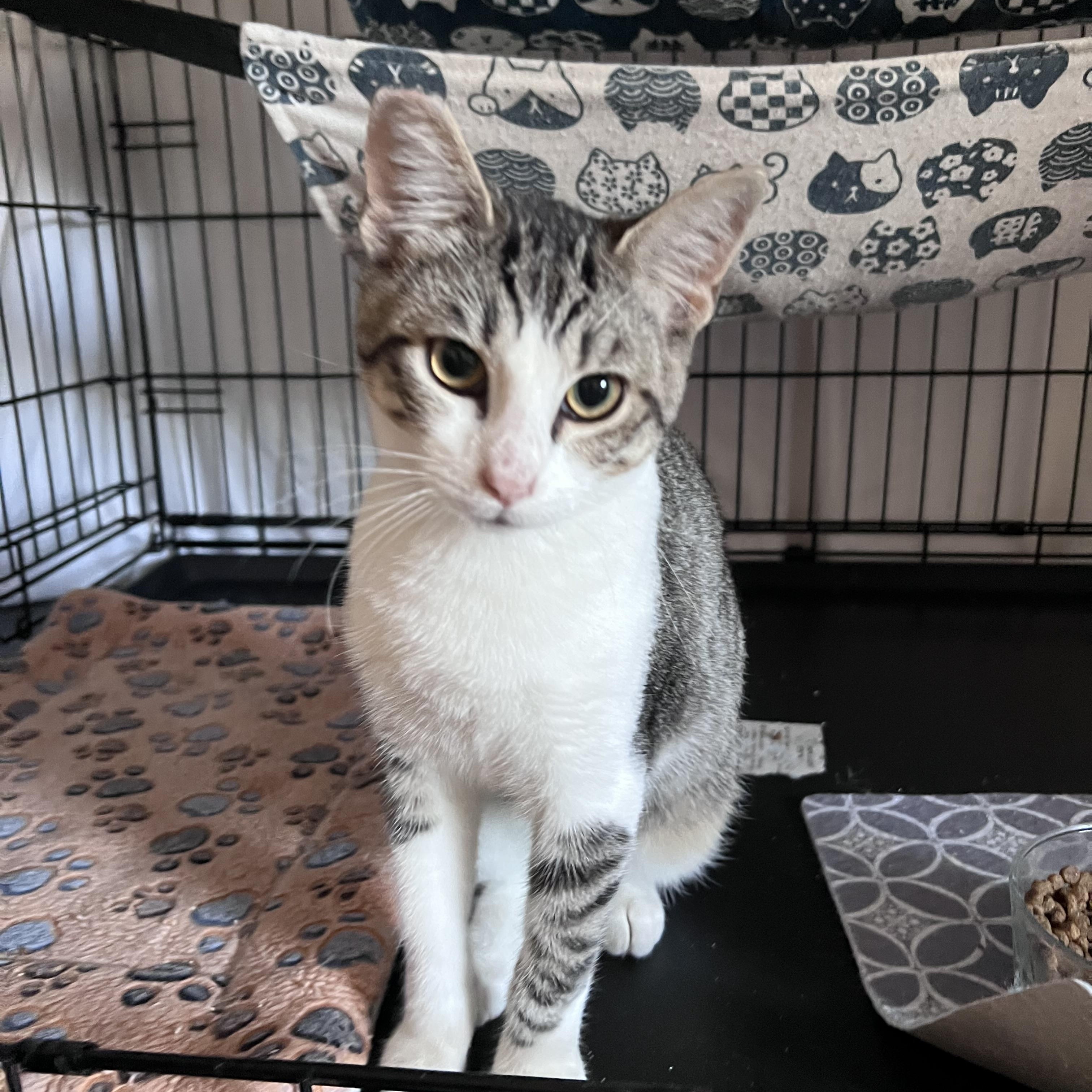 Enlarge Miles, a ADOPTABLE Tabby in Fairfield, CA image 4/6