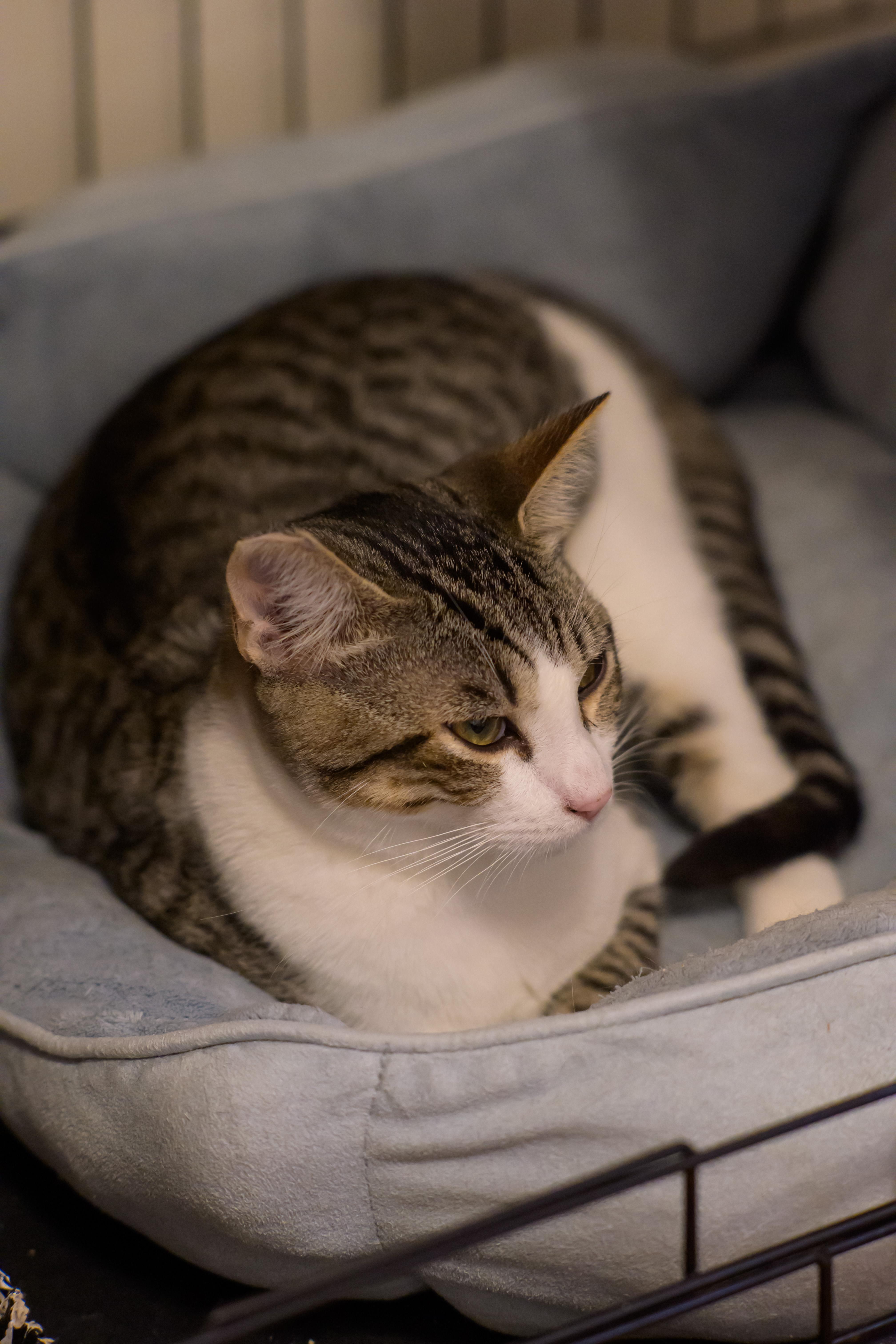 Enlarge Miles, a ADOPTABLE Tabby in Fairfield, CA image 5/6