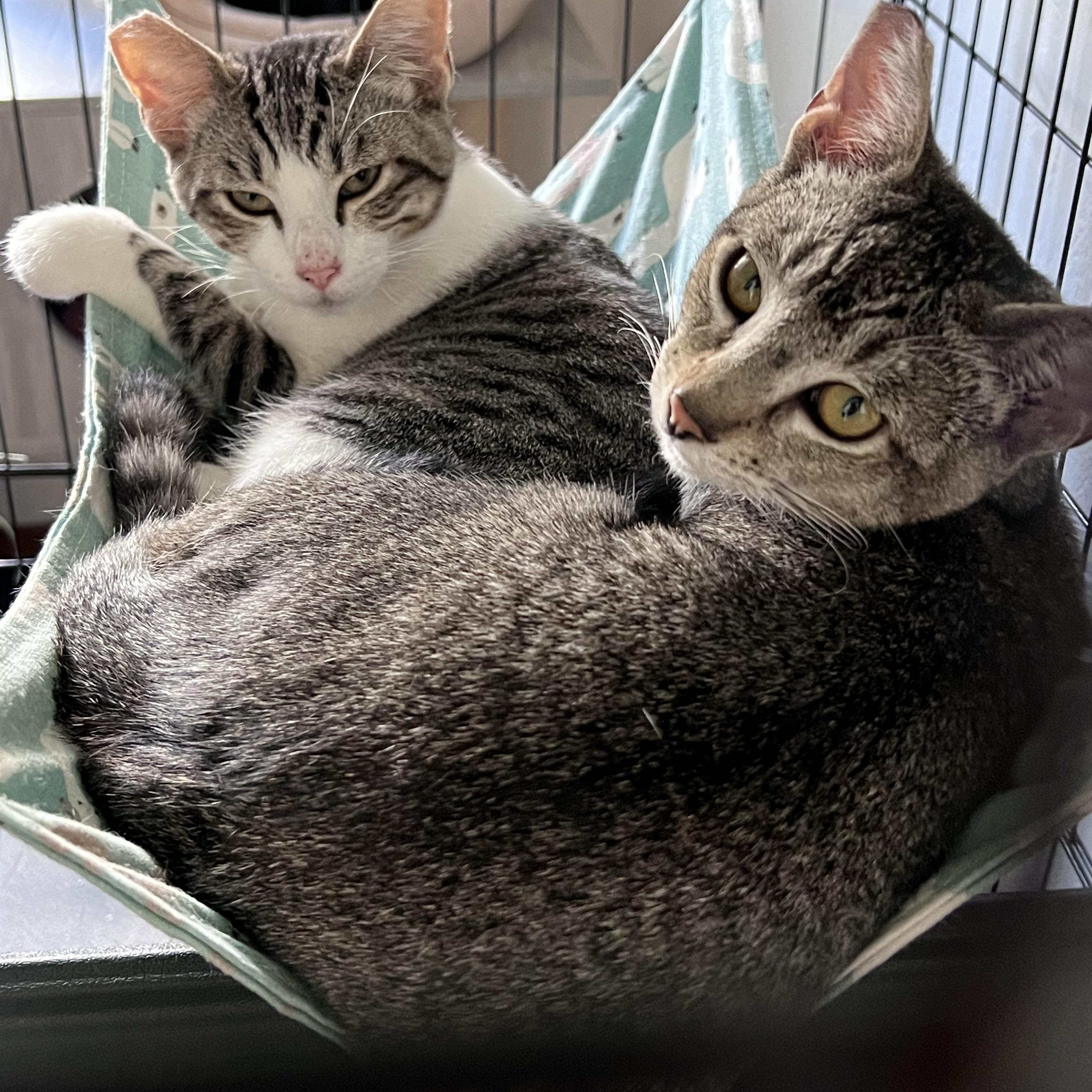 Enlarge Miles, a ADOPTABLE Tabby in Fairfield, CA image 6/6