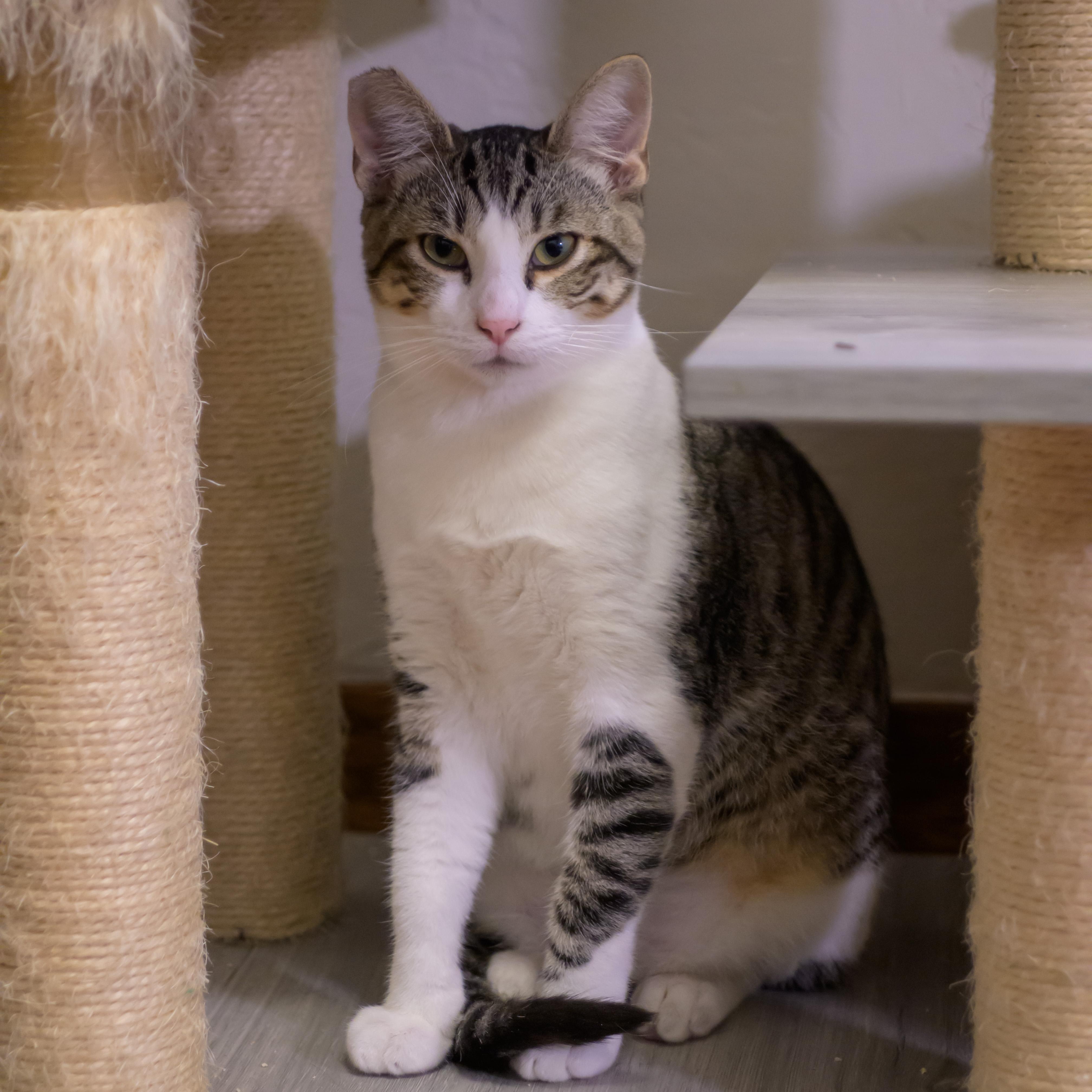 Miles, ADOPTABLE, Young Male Tabby.