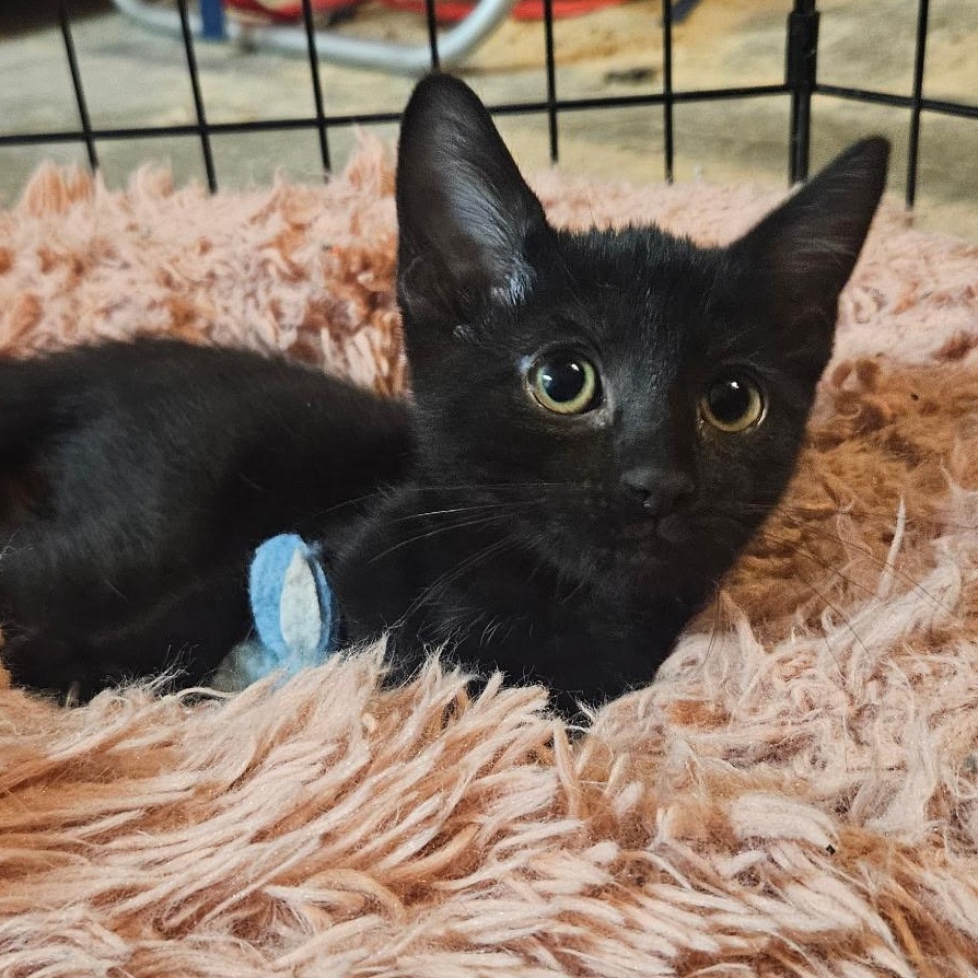 Callisto, a Adoptable Domestic Short Hair in Santa Ana, CA image 3/5