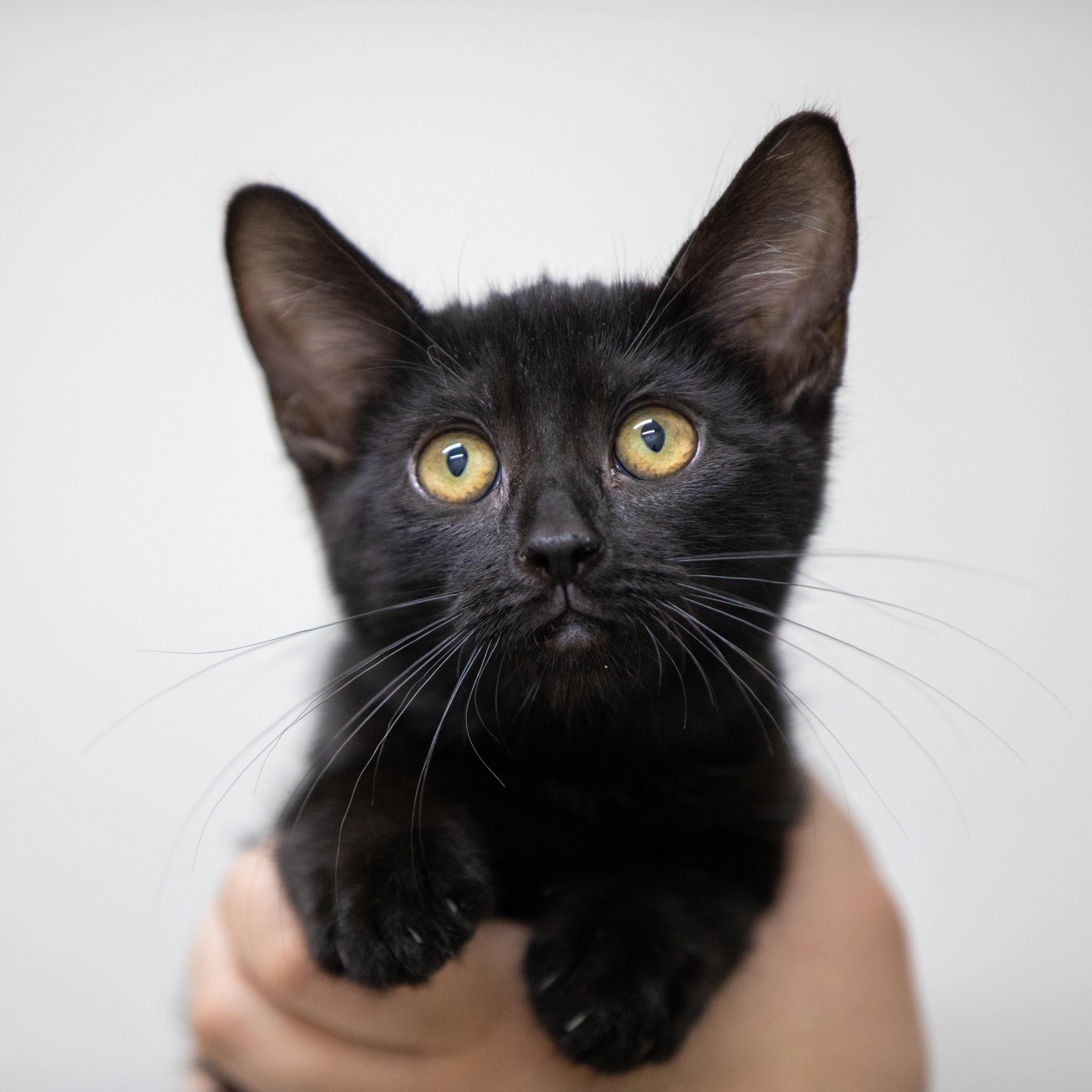 Callisto, a Adoptable Domestic Short Hair in Santa Ana, CA image 2/5