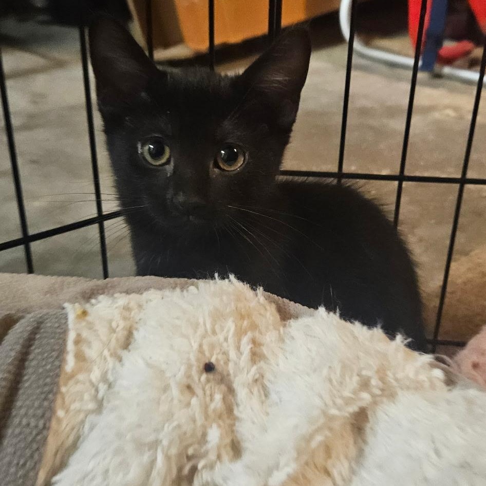 Callisto, a Adoptable Domestic Short Hair in Santa Ana, CA image 4/5