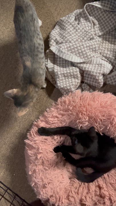 Enlarge Callisto, a Adoptable Domestic Short Hair in Santa Ana, CA video 5/5