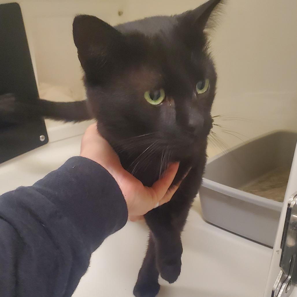 Krabby Patty With No Pickles, Adoptable, Adult Male Domestic Short Hair.