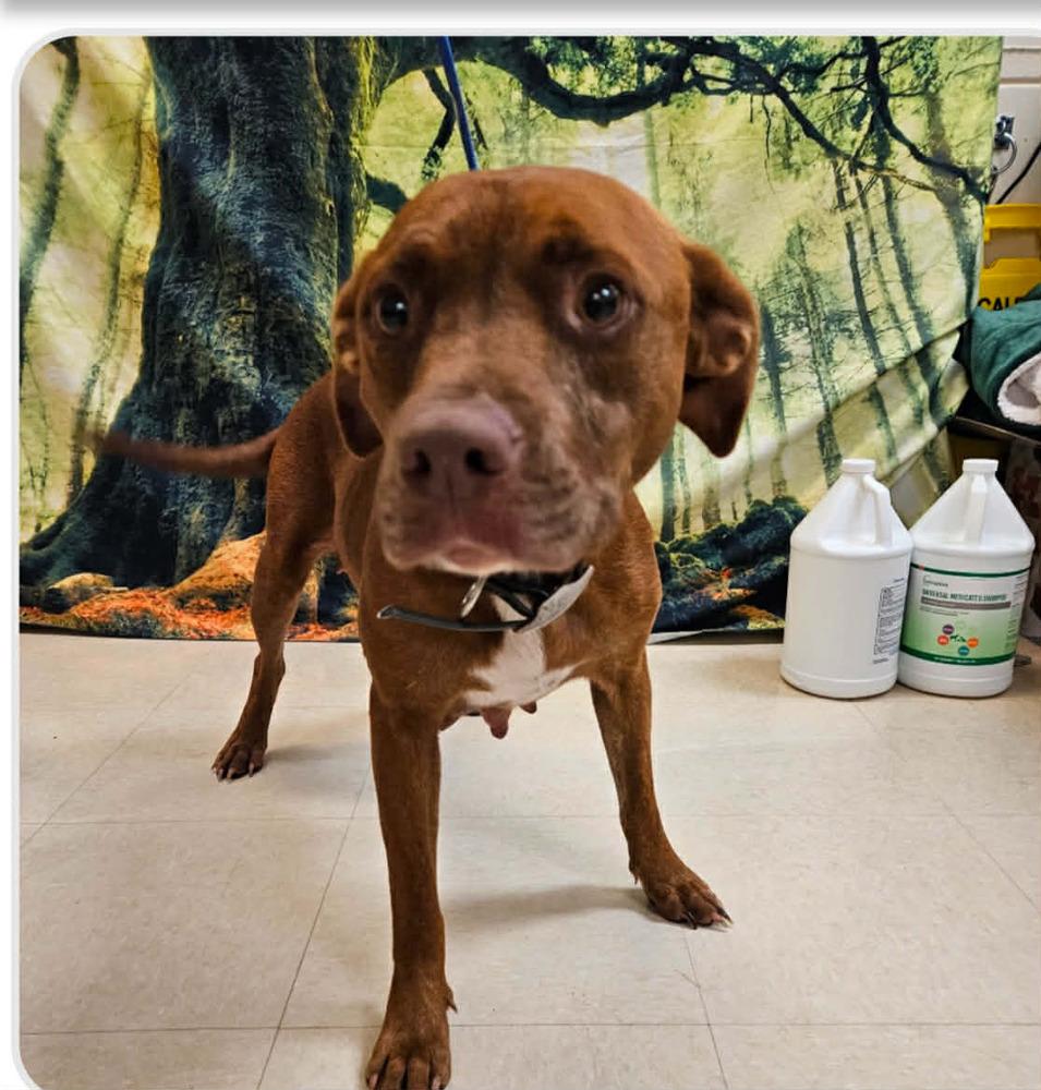 Enlarge Sweet Potato, a Adoptable mixed breed in Seminole, FL image 1/1