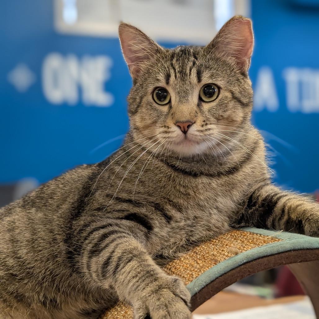 Turkey, Adoptable, Adult Male Domestic Short Hair.