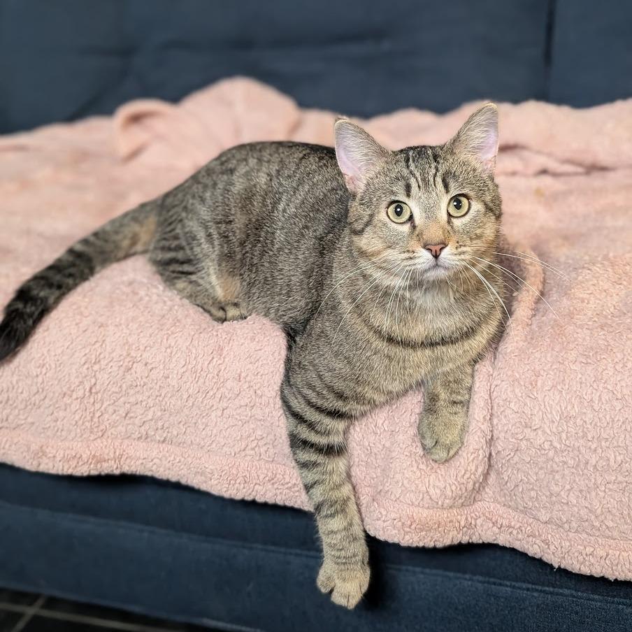 Enlarge Turkey, a Adoptable Domestic Short Hair in Chicago, IL image 3/6