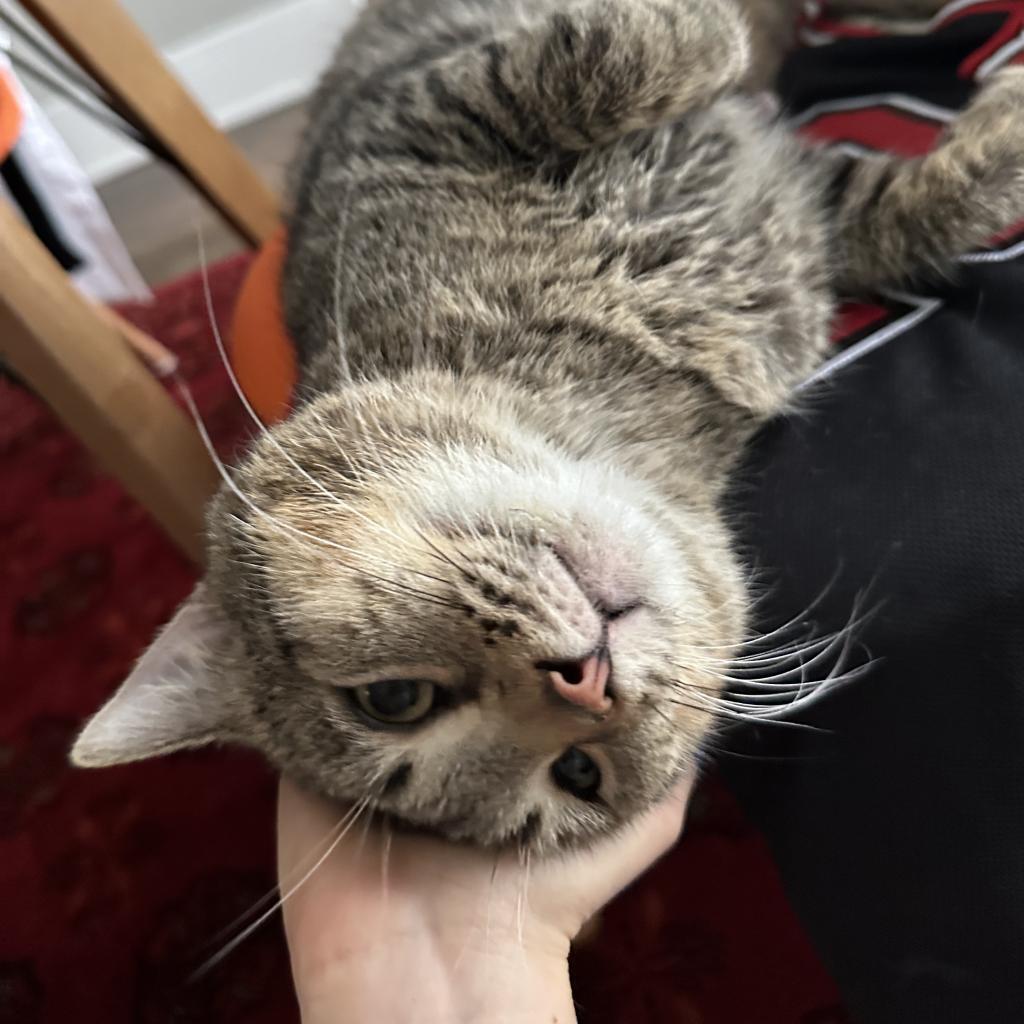 Enlarge Turkey, a Adoptable Domestic Short Hair in Chicago, IL image 4/6