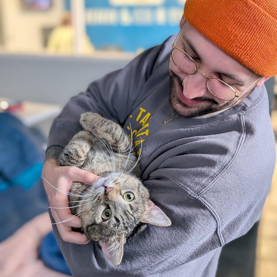 Enlarge Turkey, a Adoptable Domestic Short Hair in Chicago, IL image 5/6