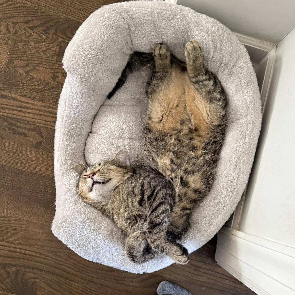 Enlarge Turkey, a Adoptable Domestic Short Hair in Chicago, IL image 6/6