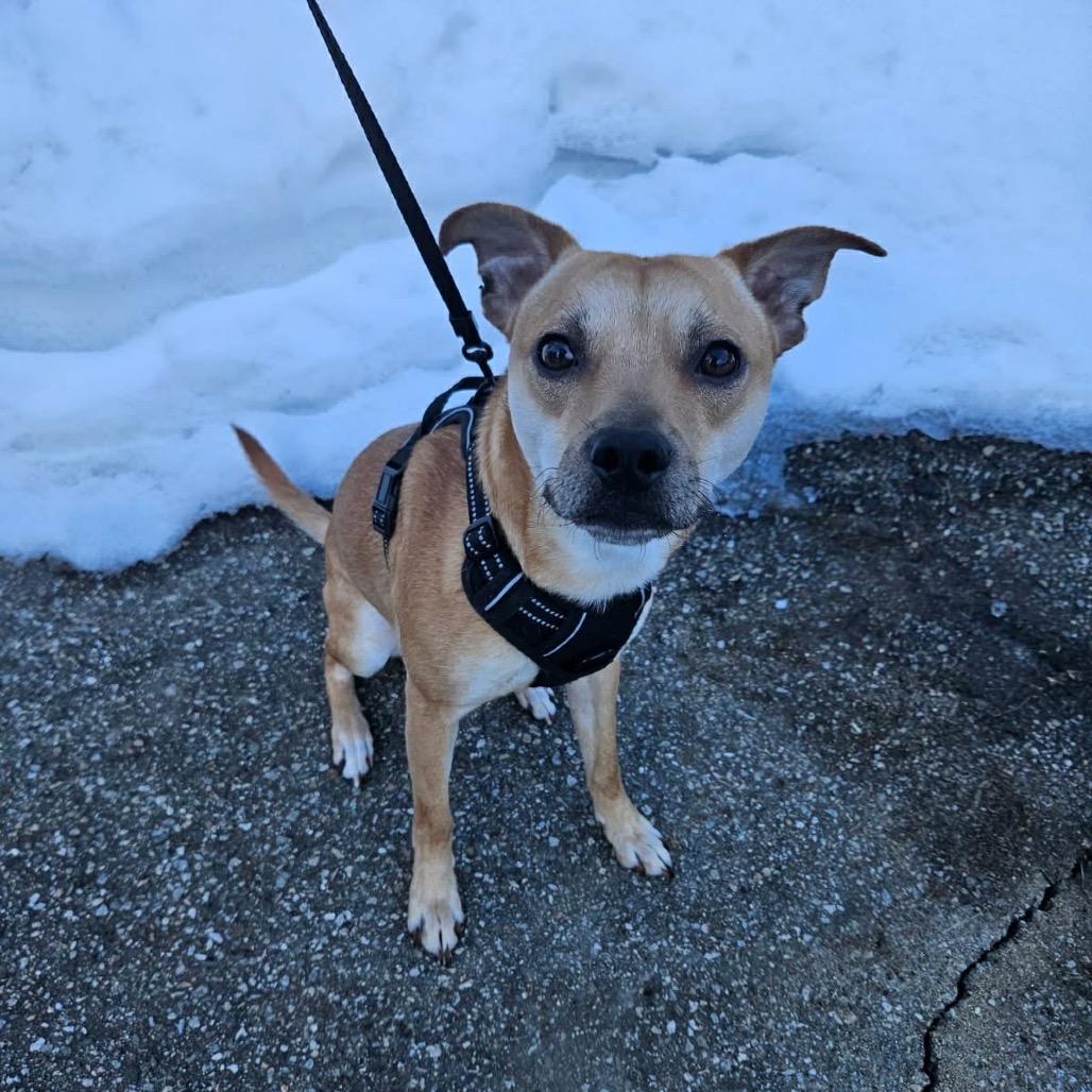 Enlarge Jack, a Adoptable mixed breed in Griswold, CT image 1/6