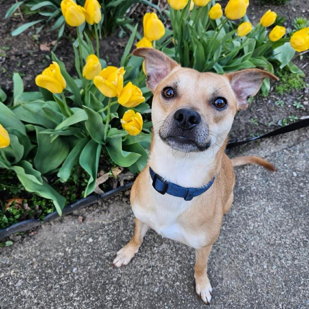 Enlarge Jack, a Adoptable mixed breed in Griswold, CT image 2/6