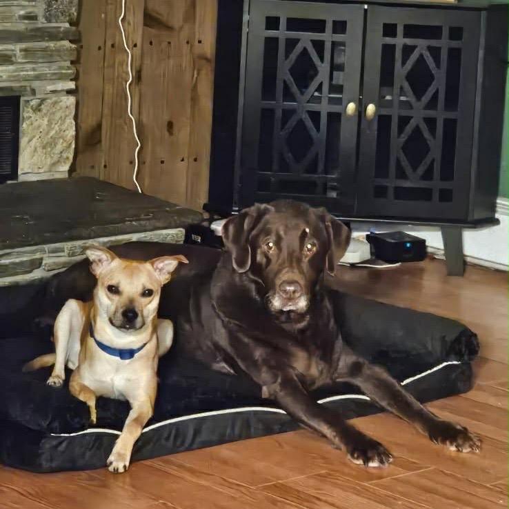 Enlarge Jack, a Adoptable mixed breed in Griswold, CT image 4/6