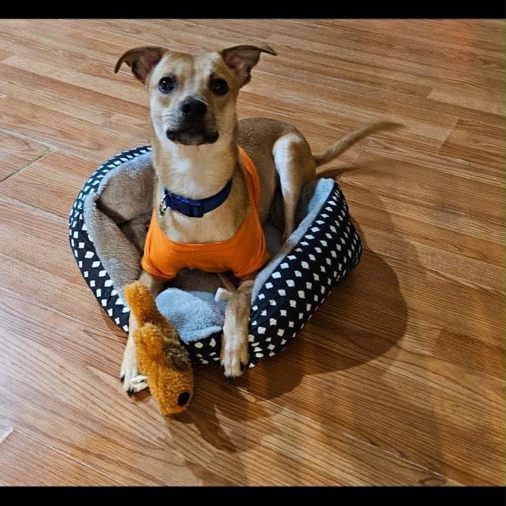 Enlarge Jack, a Adoptable mixed breed in Griswold, CT image 5/6