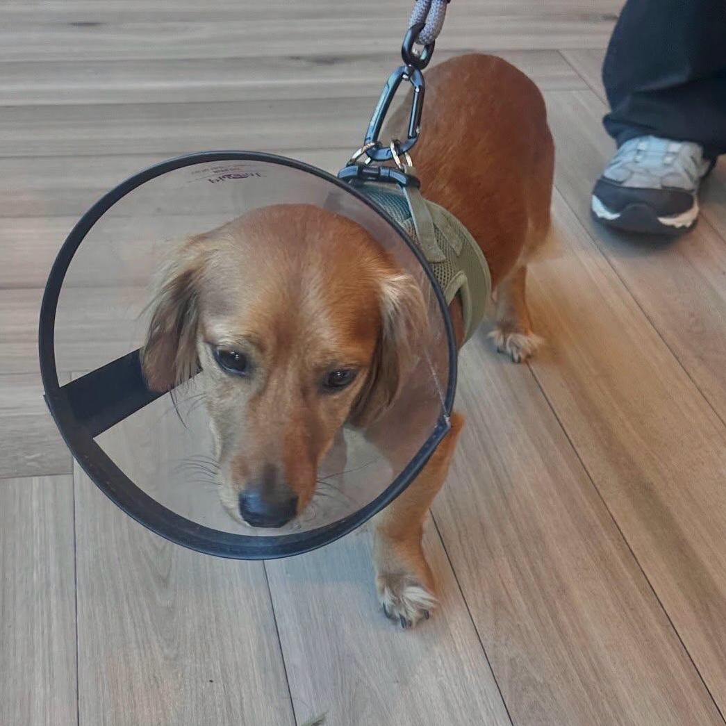 Enlarge Obie, a ADOPTABLE mixed breed in Portland, OR image 5/5