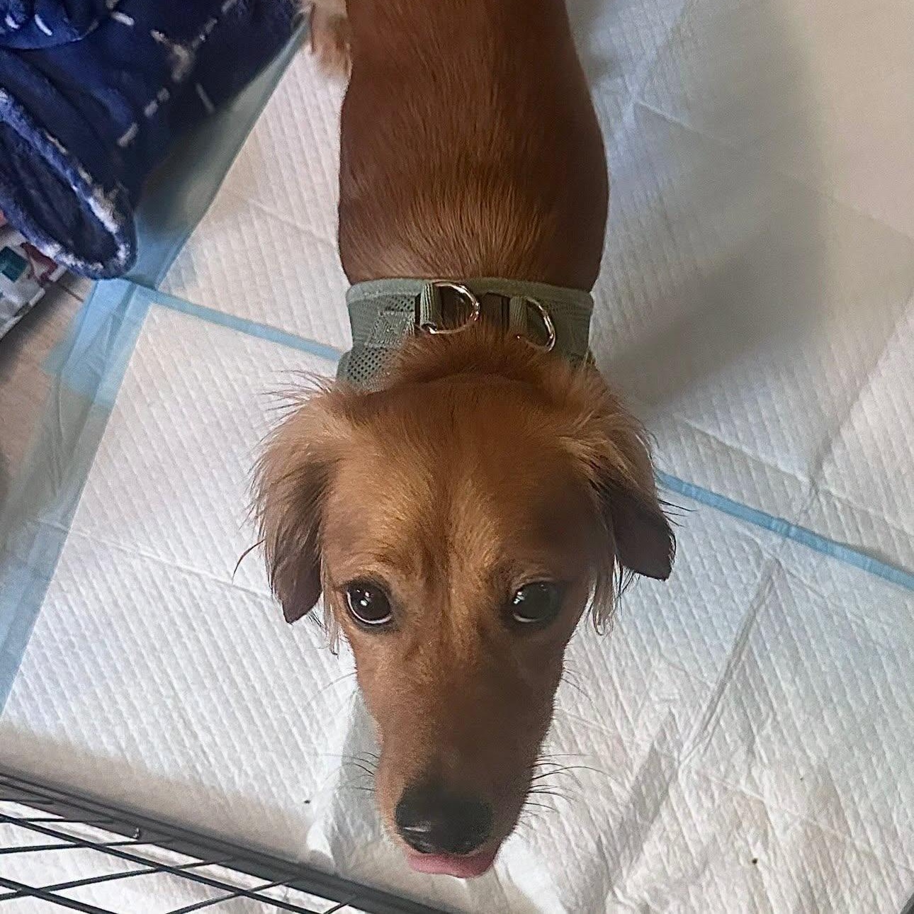 Enlarge Obie, a ADOPTABLE mixed breed in Portland, OR image 4/5