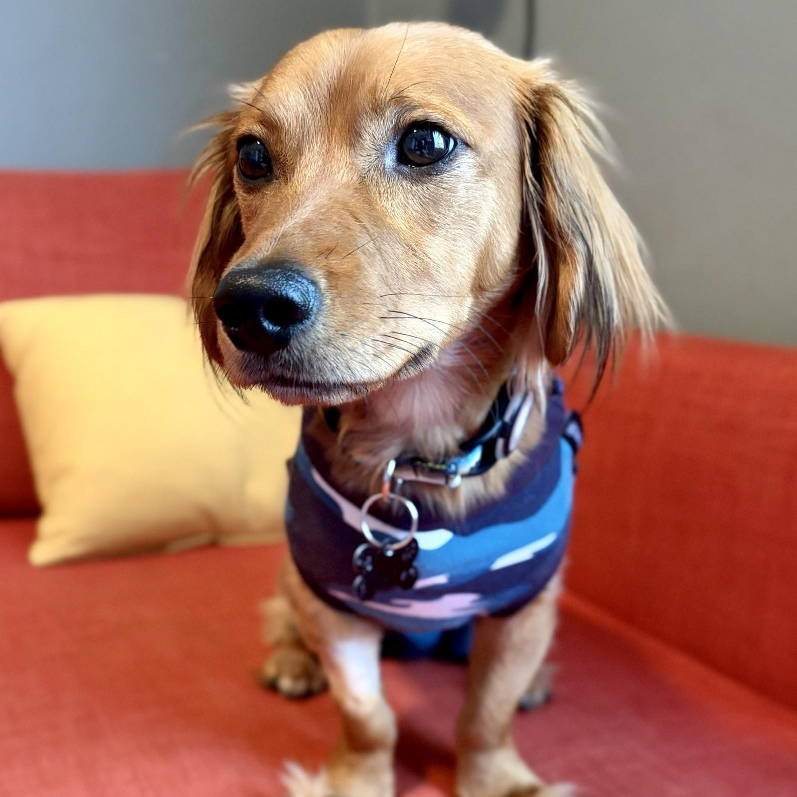 Enlarge Obie, a ADOPTABLE mixed breed in Portland, OR image 1/5