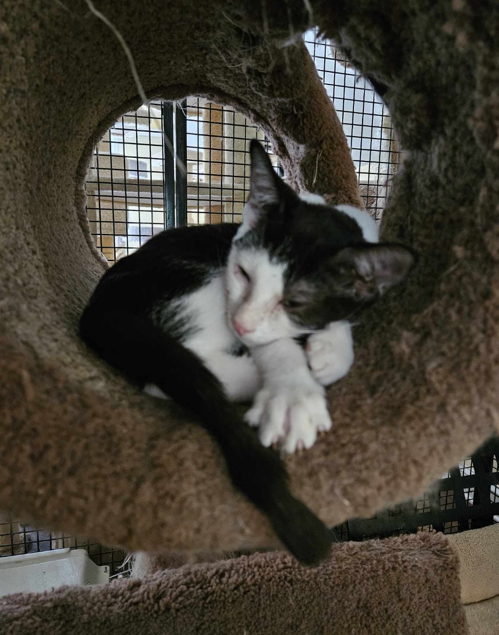 Haley, a Adoptable Domestic Short Hair in Myrtle Beach, SC image 1/3