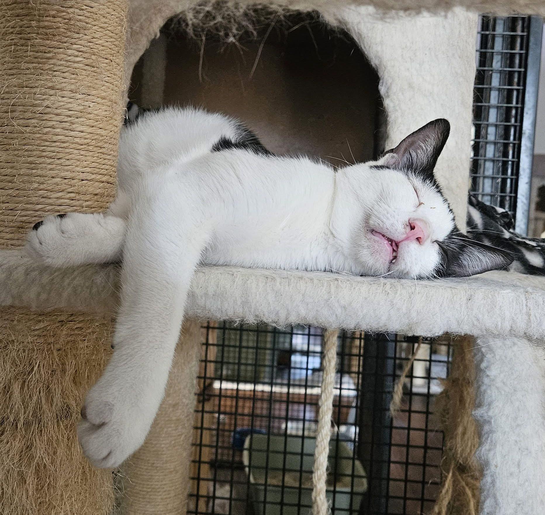 Haley, a Adoptable Domestic Short Hair in Myrtle Beach, SC image 2/3