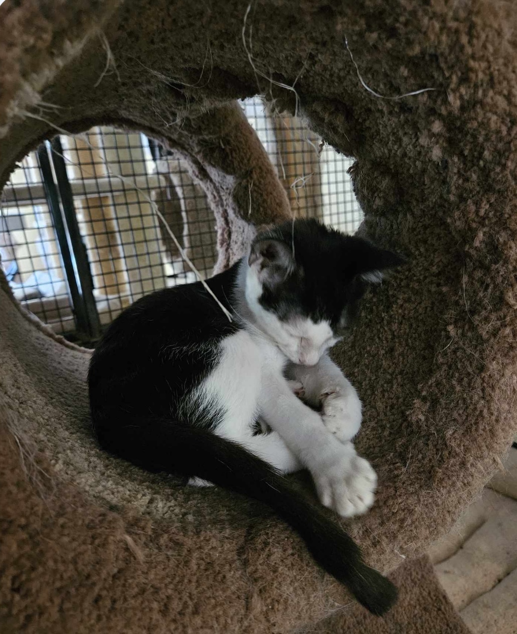 Haley, a Adoptable Domestic Short Hair in Myrtle Beach, SC image 3/3