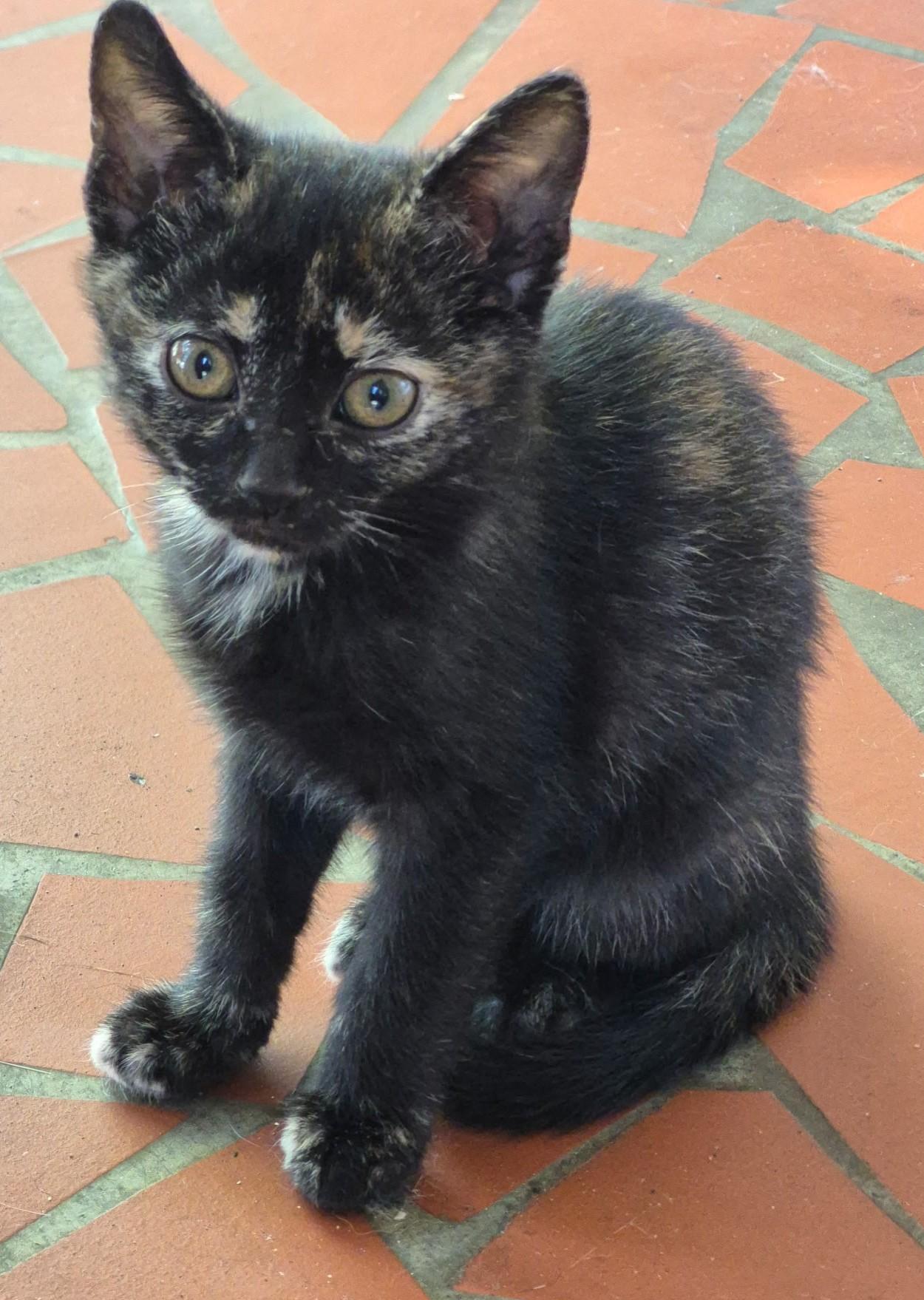 Ember - no tortitude here, ADOPTABLE, Kitten Female Tortoiseshell.