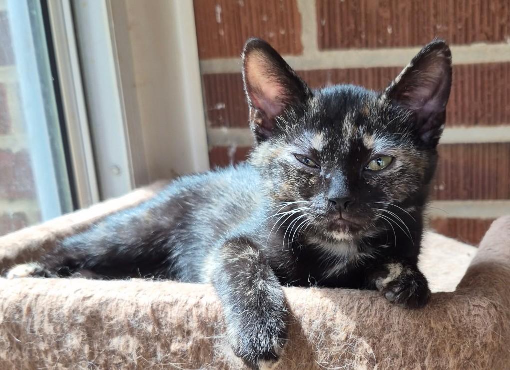 Ember - no tortitude here, a ADOPTABLE Tortoiseshell in Malden, MA image 2/2