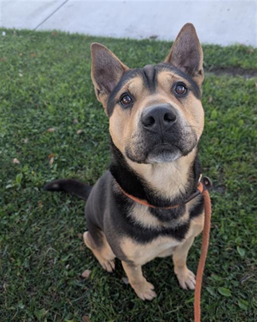 CEDRIC, Adoptable, Adult Male German Shepherd Dog & Shar-Pei.