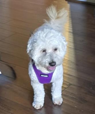 Jackson #538, Adoptable, Senior Male Miniature Poodle.