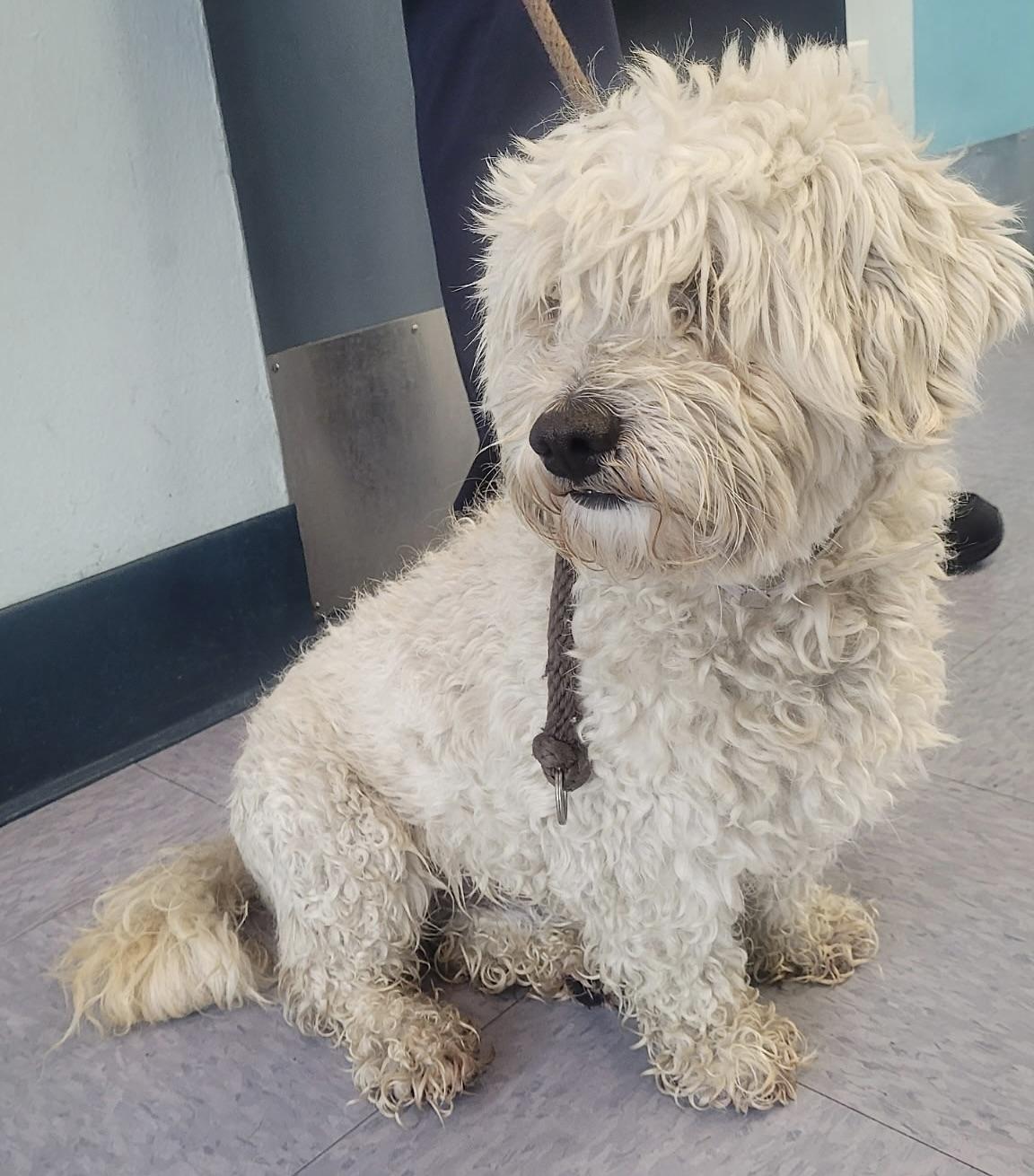 Enlarge Jackson #538, a Adoptable mixed breed in Placentia, CA image 6/6