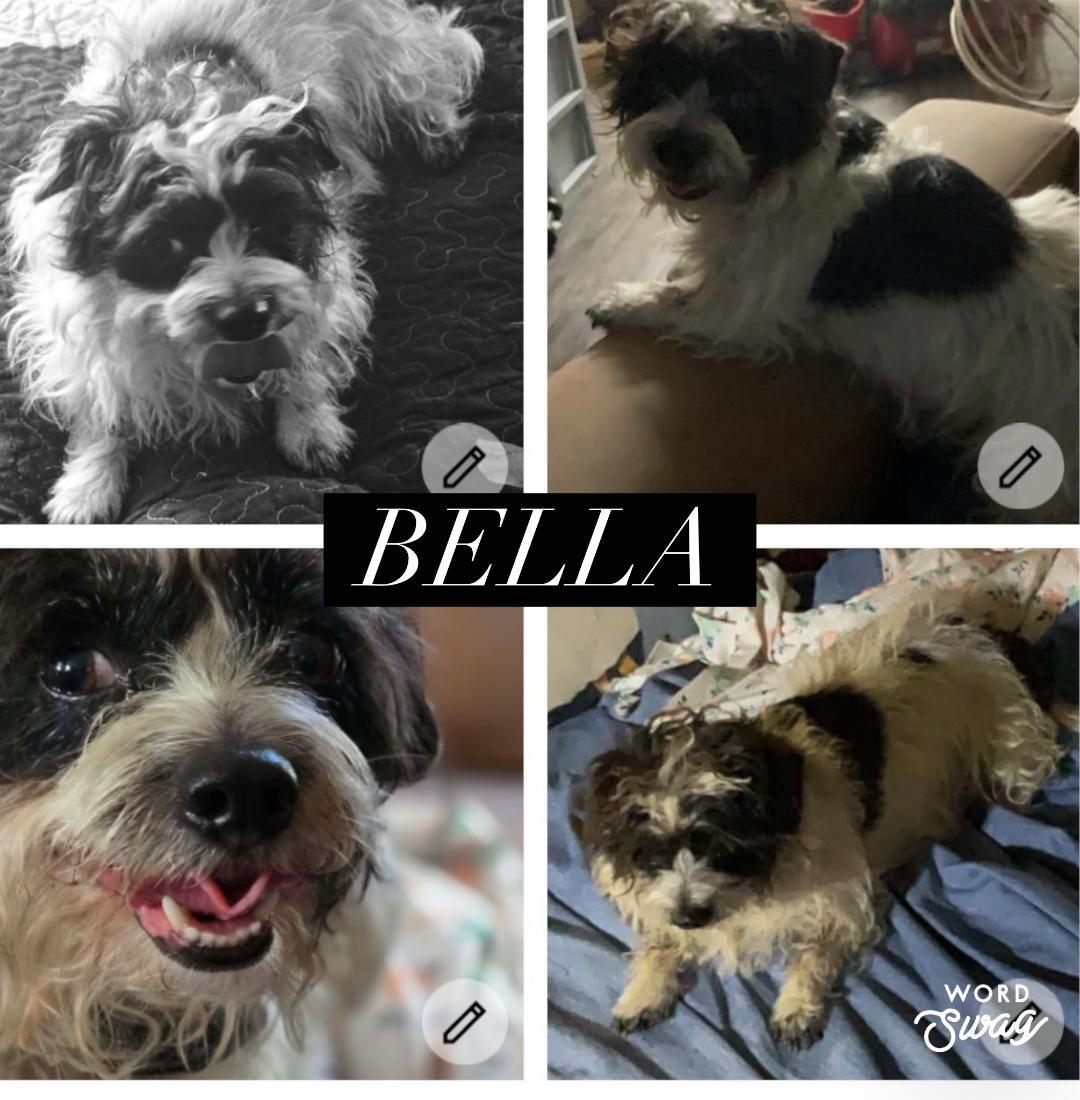 Enlarge Bella, an adopted mixed breed in canyon lake, TX image 1/1