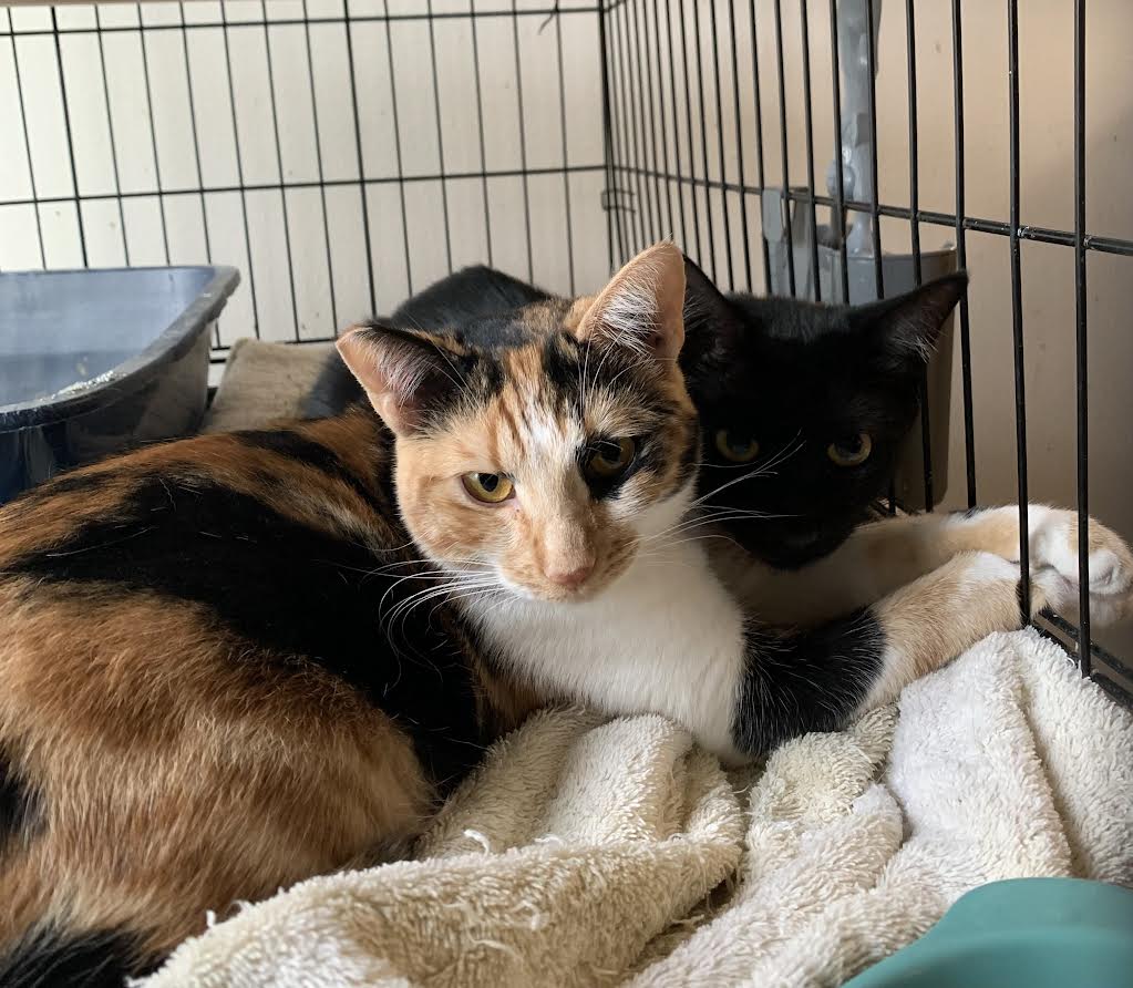 Enlarge ZOEY and RAVEN (Bianca foster), a Adoptable mixed breed in Woodland Hills, CA image 2/3