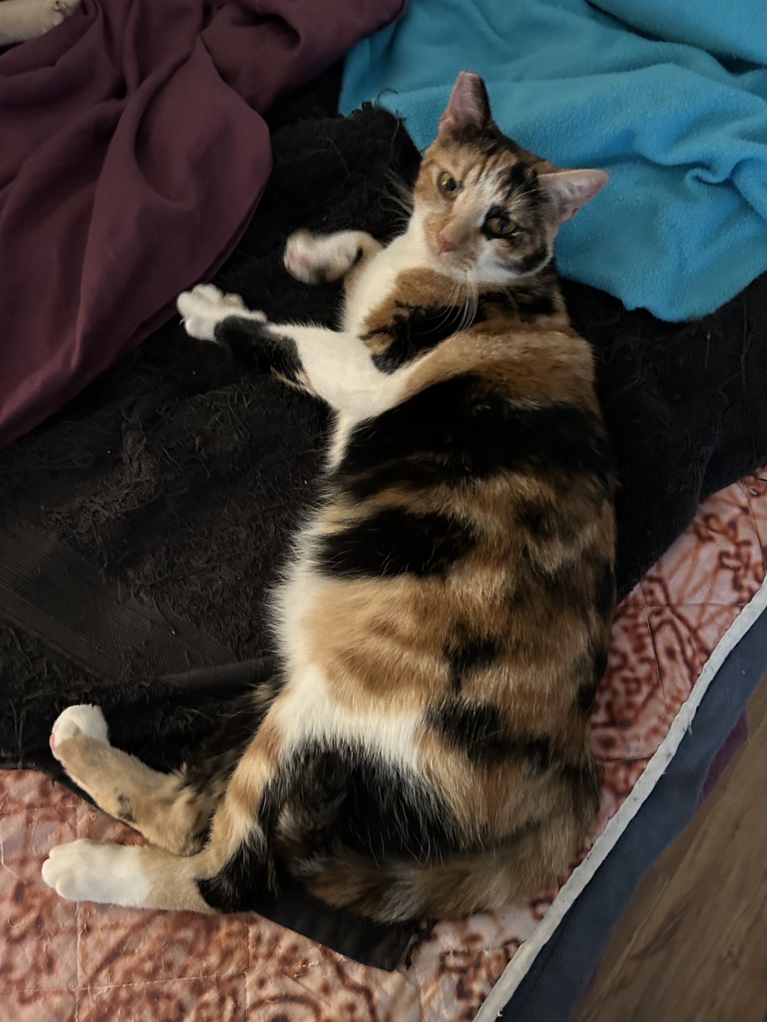 Enlarge ZOEY and RAVEN (Bianca foster), a Adoptable mixed breed in Woodland Hills, CA image 3/3