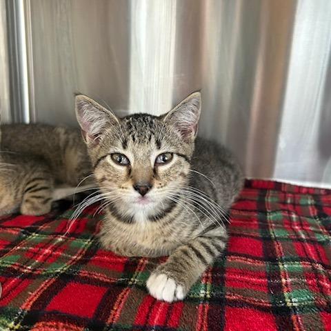 Oliver, Adoptable, Kitten Male Domestic Short Hair.