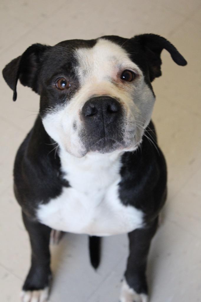 Enlarge Shadow, a Adoptable Pit Bull Terrier in Morgantown, KY image 1/2