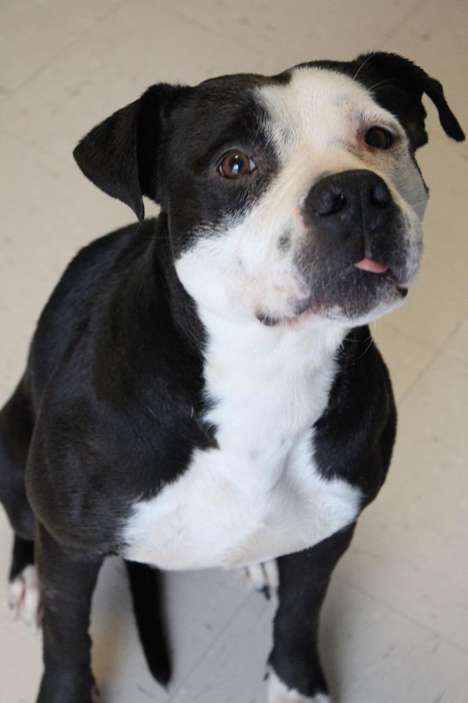 Enlarge Shadow, a Adoptable Pit Bull Terrier in Morgantown, KY image 2/2