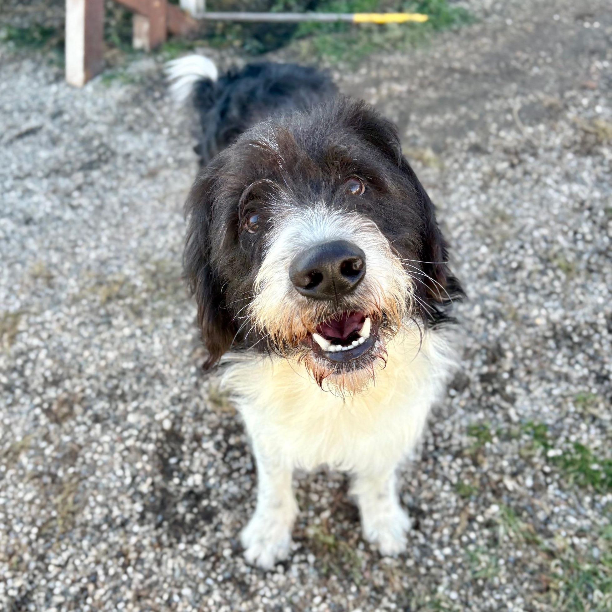Hoagie, an adoptable Labradoodle in Brookings, SD, 57006 | Photo Image 2