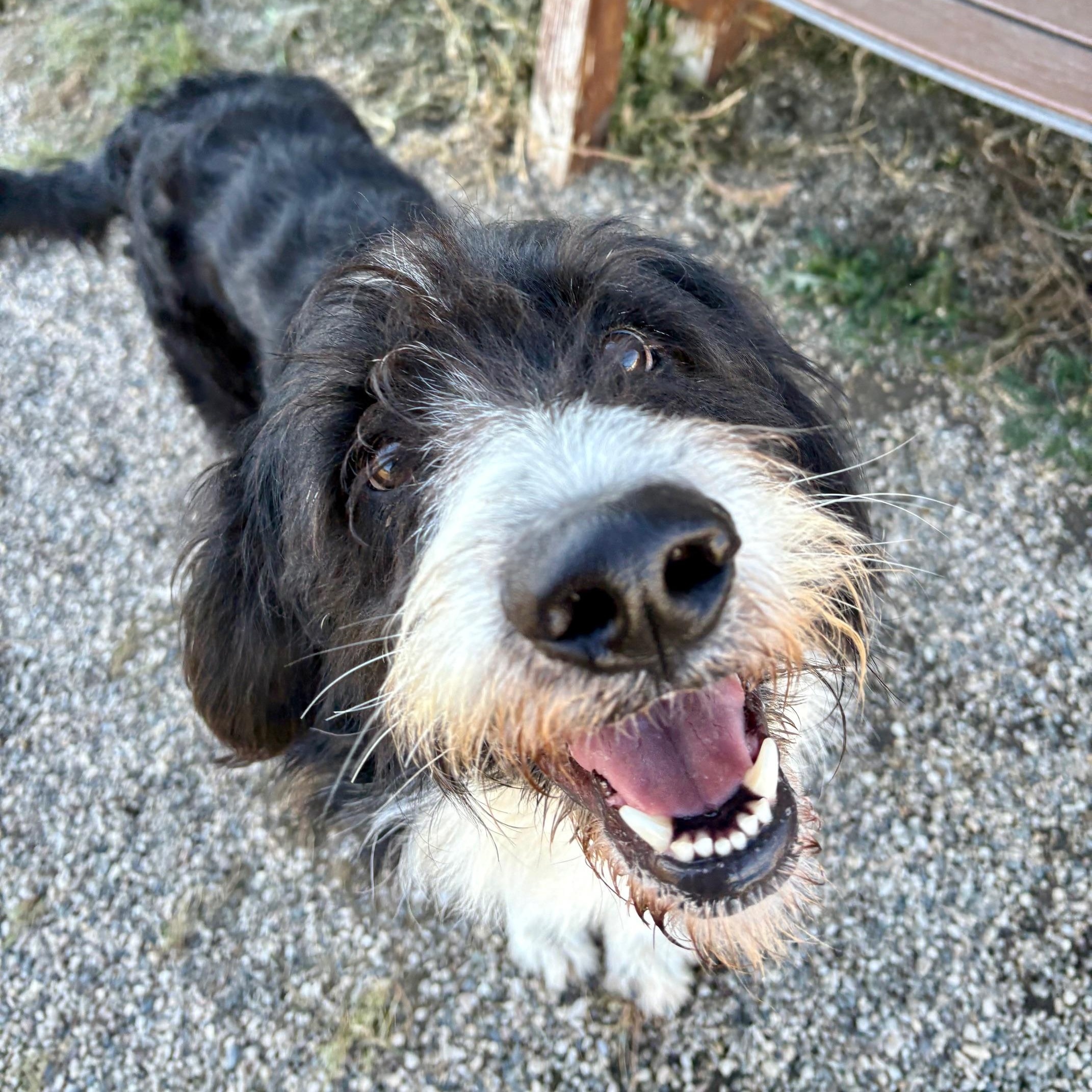 Hoagie, Adoptable, Adult Male Labradoodle.