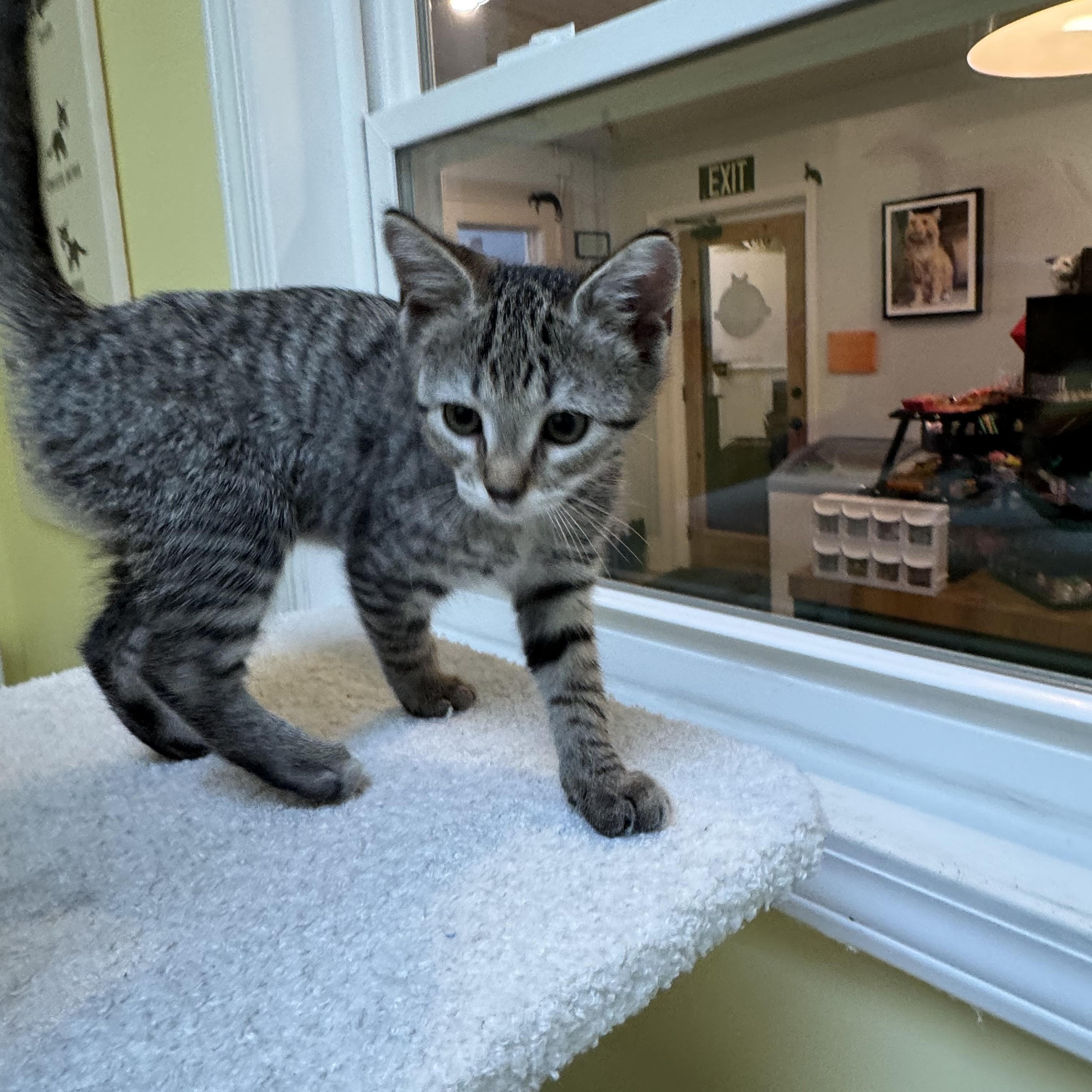 Enlarge Zinnia, a Adoptable Domestic Short Hair in Monroe, NC image 1/1