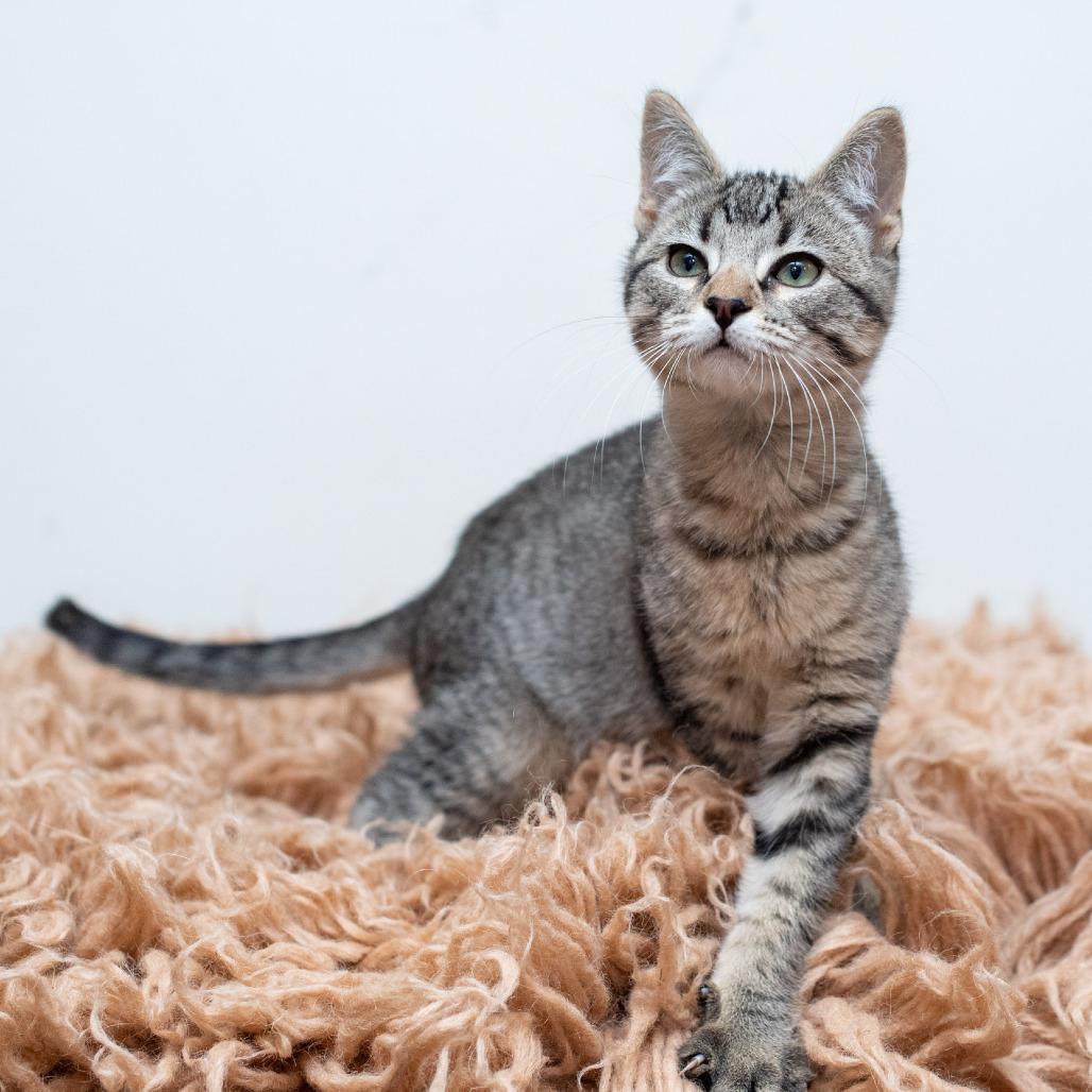 Enlarge Falcon Heights, a Adoptable Domestic Short Hair in Saint Paul, MN image 1/1