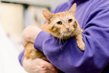 Enlarge Hinata, a Adoptable Domestic Short Hair in Anderson, IN image 1/3