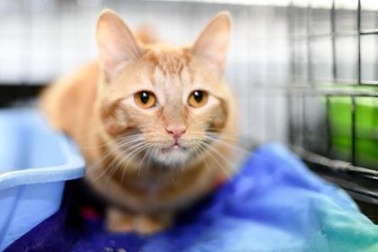 Enlarge Hinata, a Adoptable Domestic Short Hair in Anderson, IN image 2/3