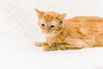 Enlarge Hinata, a Adoptable Domestic Short Hair in Anderson, IN image 3/3