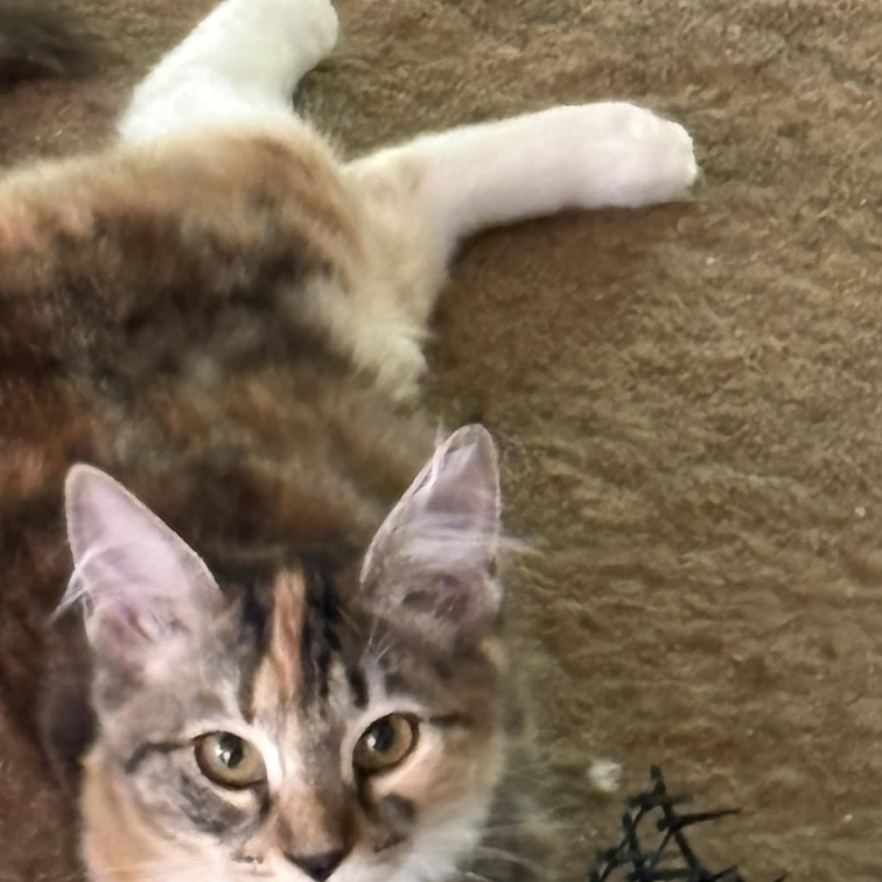 Enlarge Bailey, an adoptable Domestic Short Hair in Beaufort, SC image 3/6