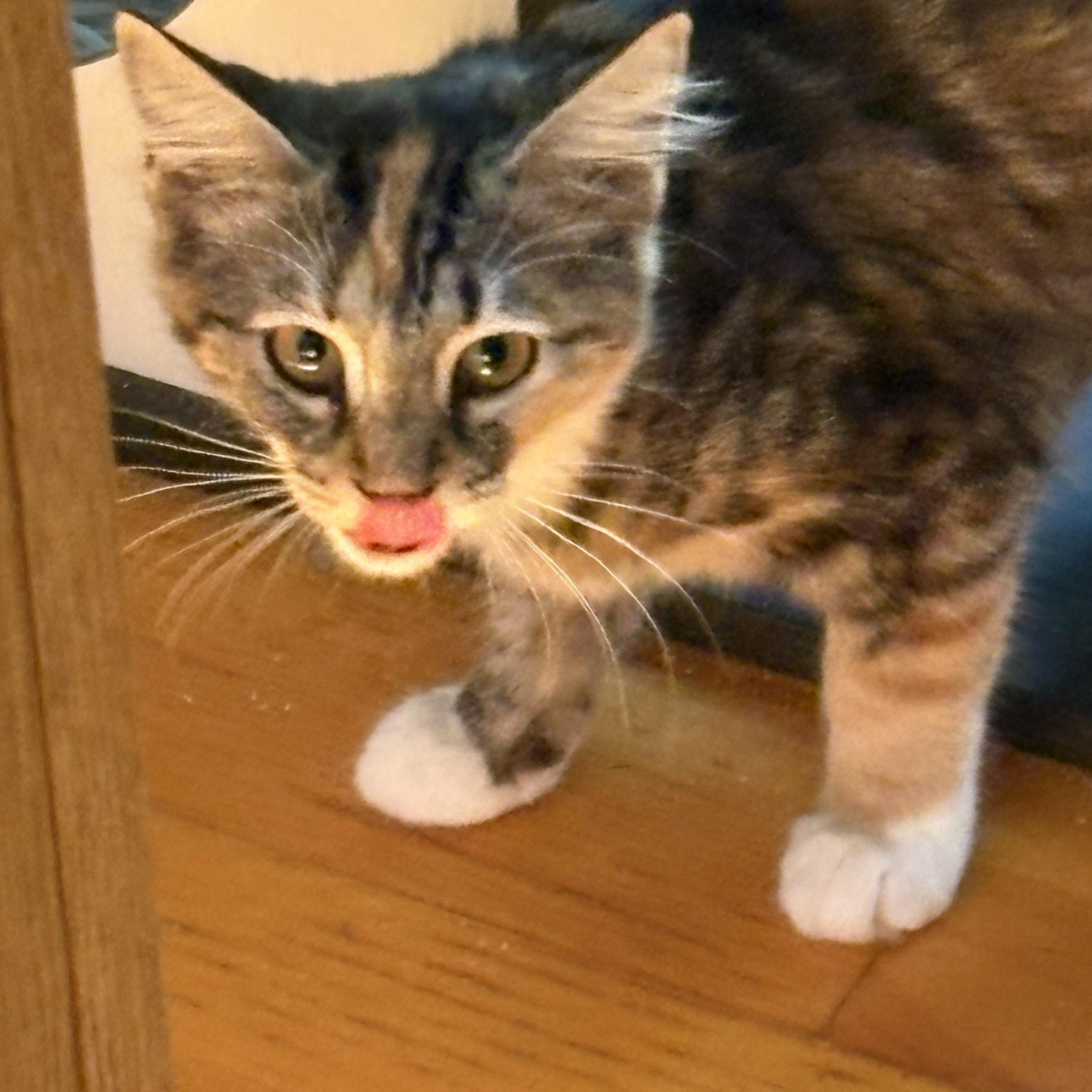 Enlarge Bailey, an adoptable Domestic Short Hair in Beaufort, SC image 4/6