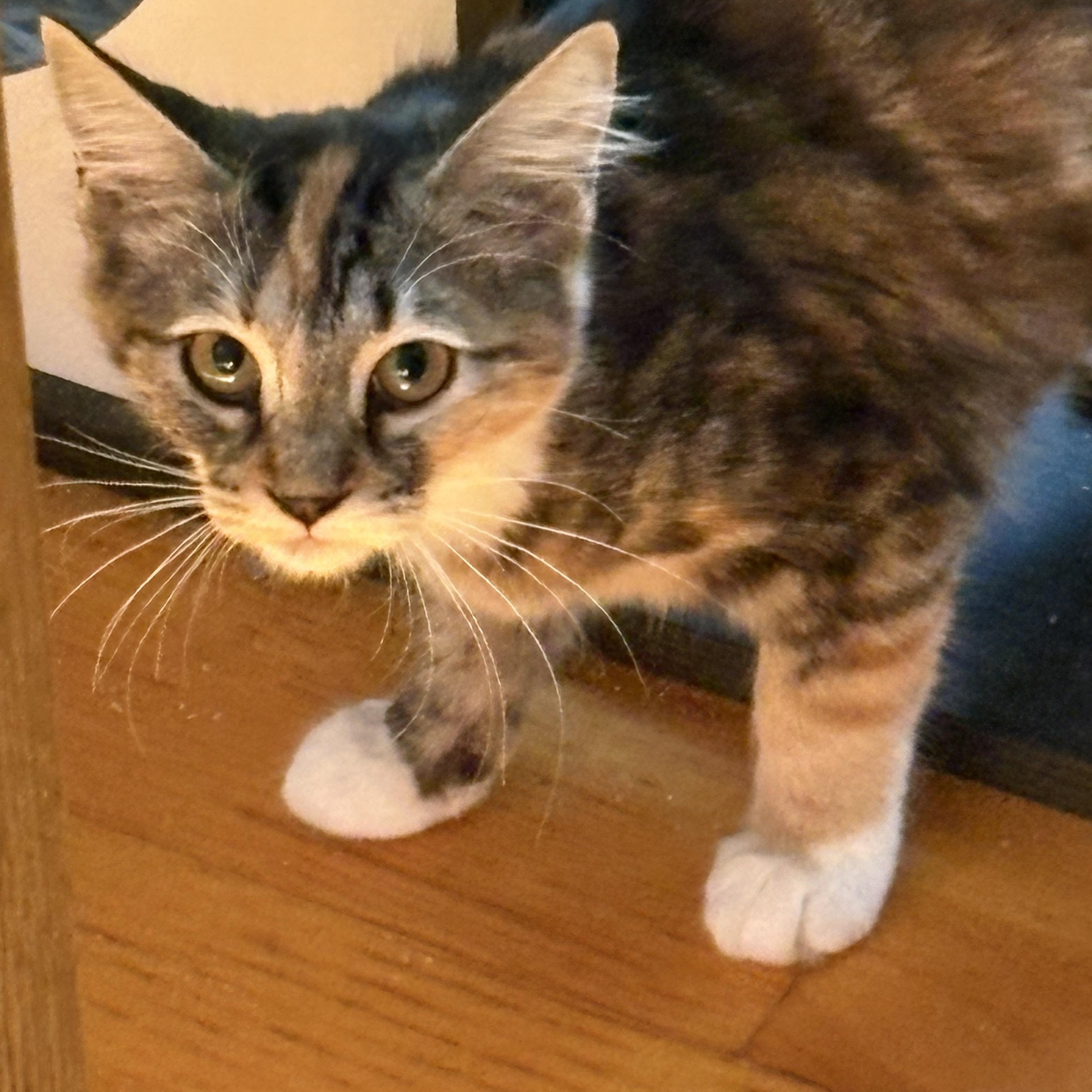 Enlarge Bailey, an adoptable Domestic Short Hair in Beaufort, SC image 2/6