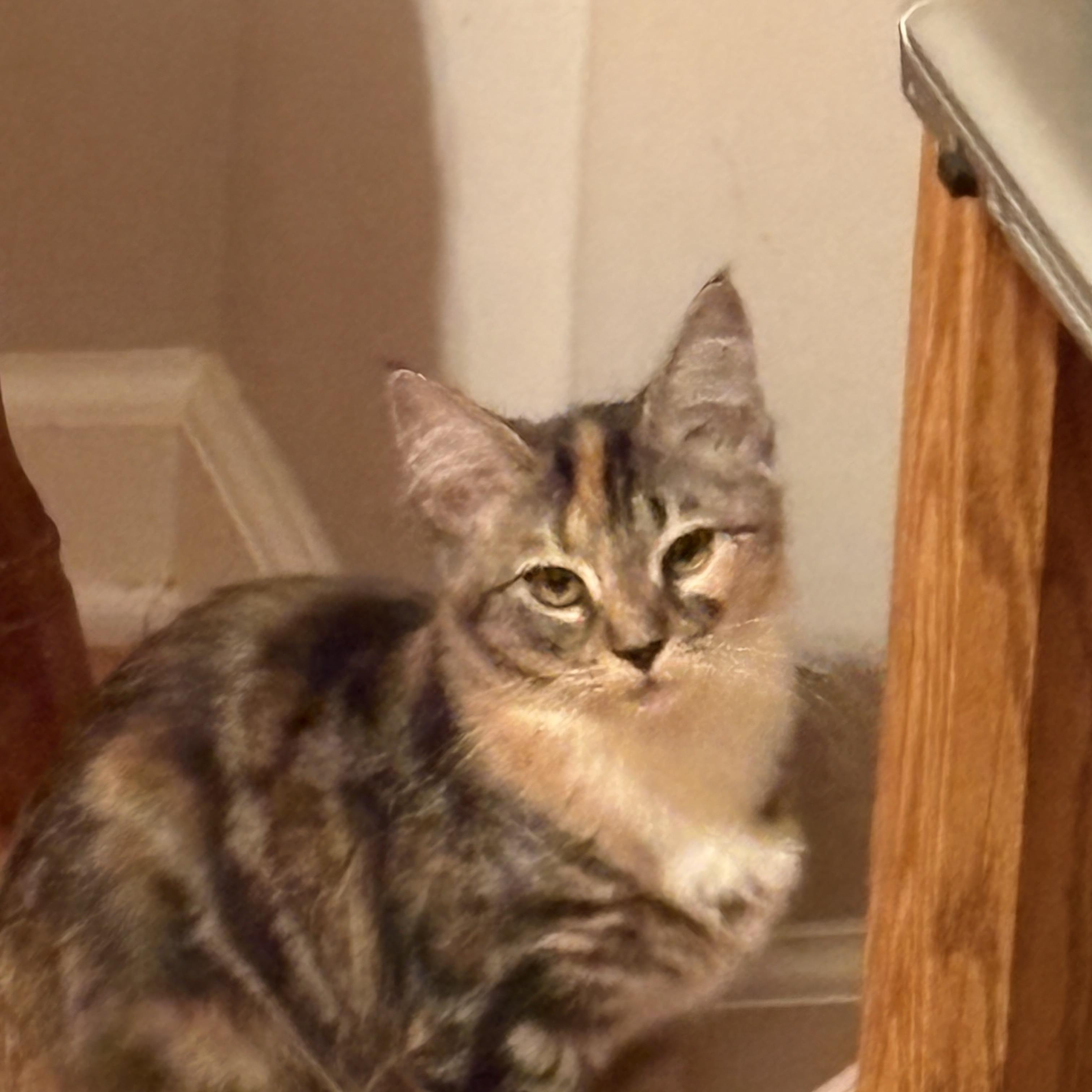 Bailey, adoptable, Kitten Female Domestic Short Hair.