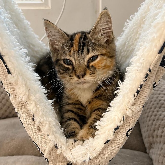 Enlarge Bailey, an adoptable Domestic Short Hair in Beaufort, SC image 5/6