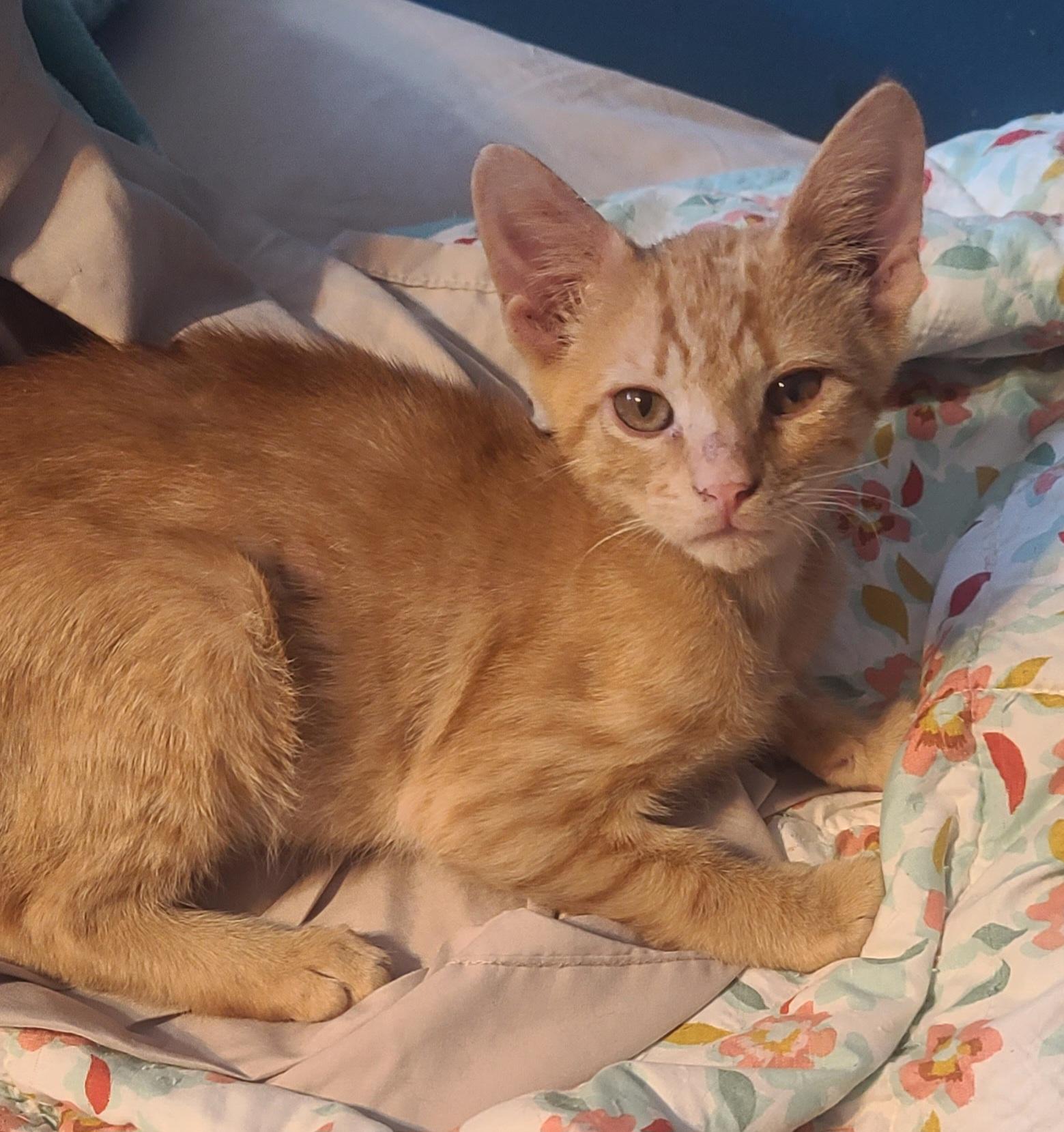 Enlarge RAMBO, a Adoptable American Shorthair in Elgin, SC image 2/3